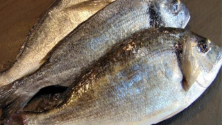 Откриха мъртва риба в река Тунджа