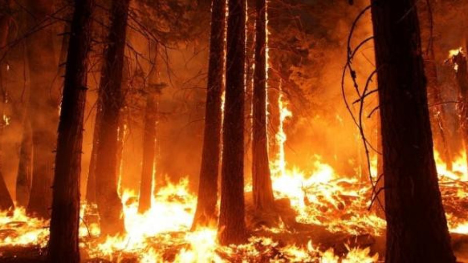 Пожар в Симеоновградско порази 200 декара гора!