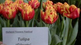 3 месеца затвор за кражба на лалета