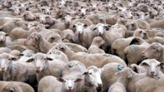 Окраднаха 14 агнета дни преди Великден