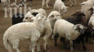 Спипаха камион с 45 нелегални агнета в Райново