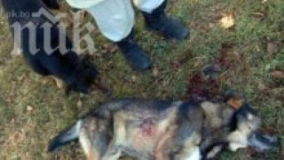 Застреляха домашно куче в двор в Завет
