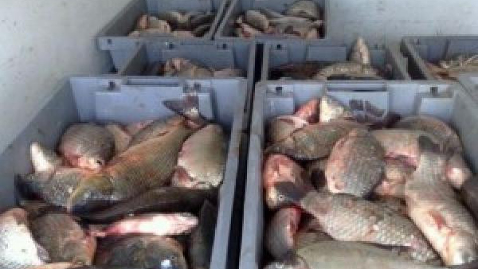 Актове за продажба на риба на пътя Созопол-Приморско