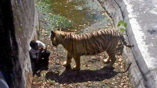 (16+) Индийски тигър уби мъж, паднал в клетката му