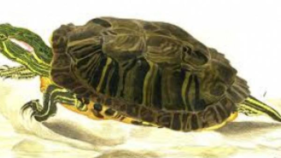 Заловиха 599 костенурки на летище София, забранени са за внос в ЕС