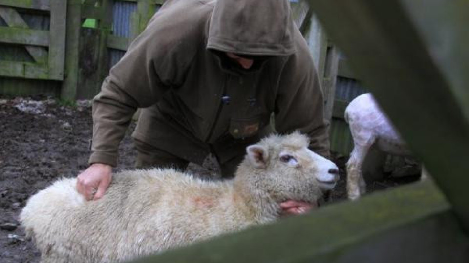 Откраднаха 75 овце в Рудник