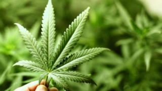 Откриха плантация с марихуана за над 2 млн. долара в мебелен магазин в САЩ