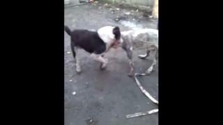 Цигани организират кучешки боеве до смърт край Пловдив