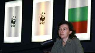 WWF с още подозрителни офшорки, Веселина Кавръкова нарече разкритията нагласени