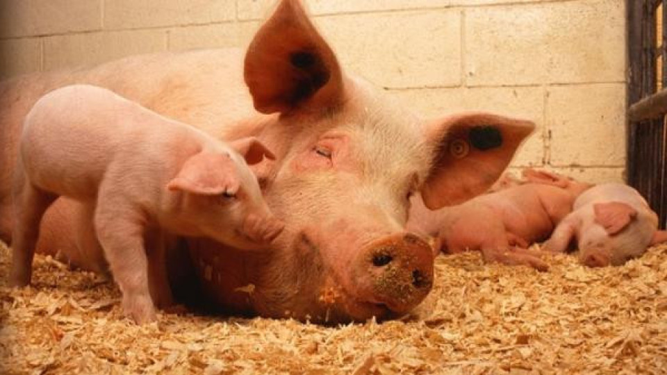 Кошмар: Свинската чума се разраства, вече 12 са огнищата й в България!