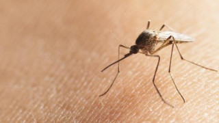 Пазете се от комарите! Те са носител на опасен вирус