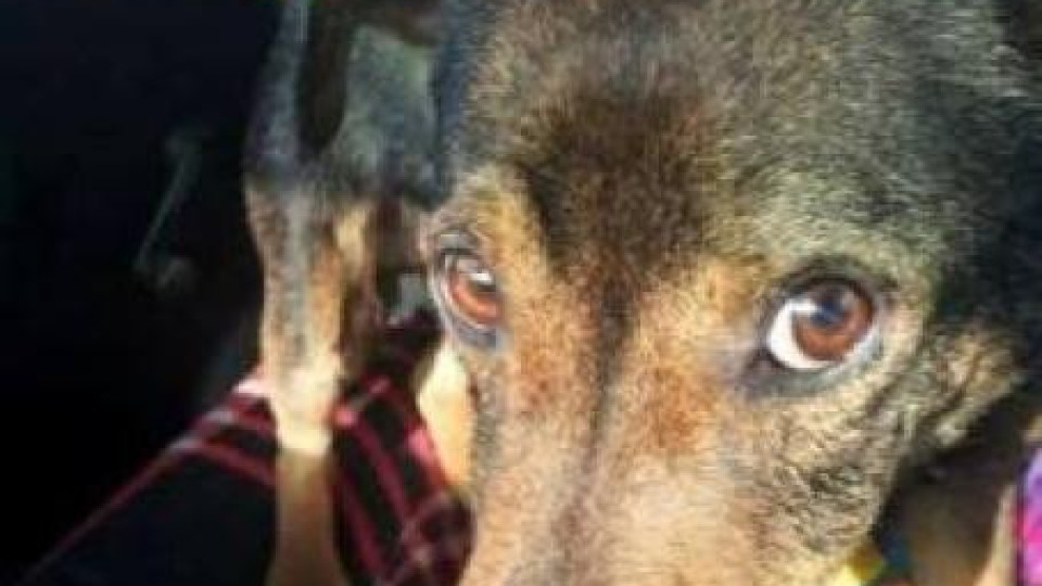 Кучето-факла Любчо ще остане без ухо, още търсят садиста