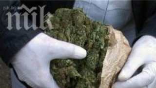 Хванаха 600 кг марихуана зад пластмасови чаши в румънски ТИР