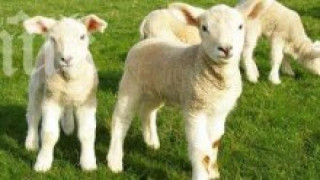 Откраднаха агне в Търнава