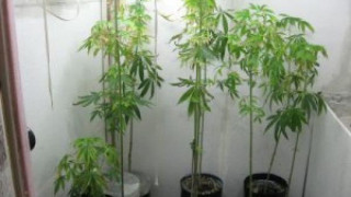 Бургазлия с лаборатория за марихуана отърва затвора