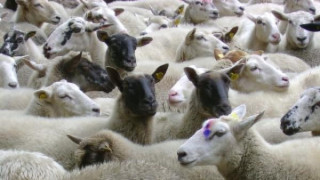 Окраднаха 12 агнета дни преди Великден