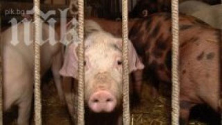 Възрастна врачанка отнесе здрав бой заради прасе
