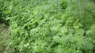 Смях! Баба изскуба канабиса на внука си