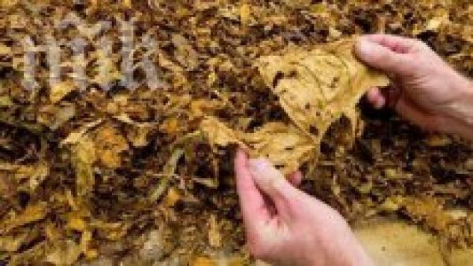 Столични полицаи иззеха 175 кг контрабанден тютюн Столични полицаи иззеха 175 кг контрабанден тютюн