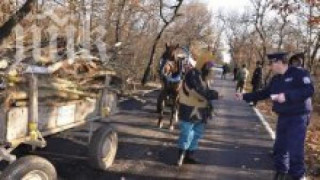 Полицаи установиха незаконна сеч на 29 букови дървета и 7 бора