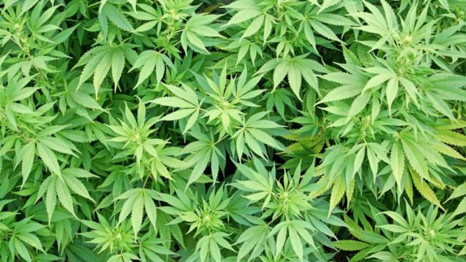 Оранжерия с 3 декара марихуана разкриха край Пазарджик