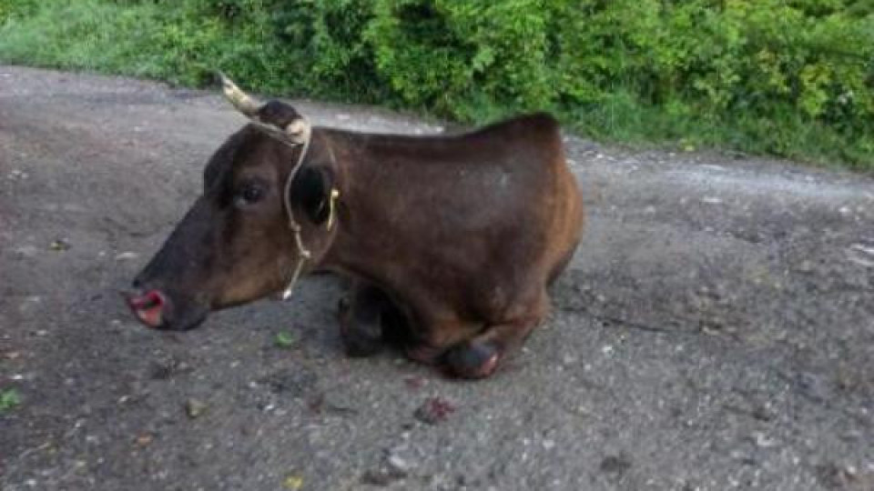 Садисти влачиха крава с кола, опитали да я откраднат