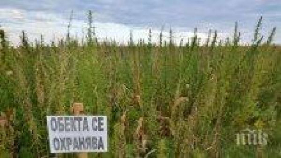 Полицаи в Петричко "ожънаха" 2 тона канабис Полицаи в Петричко "ожънаха" 2 тона канабис