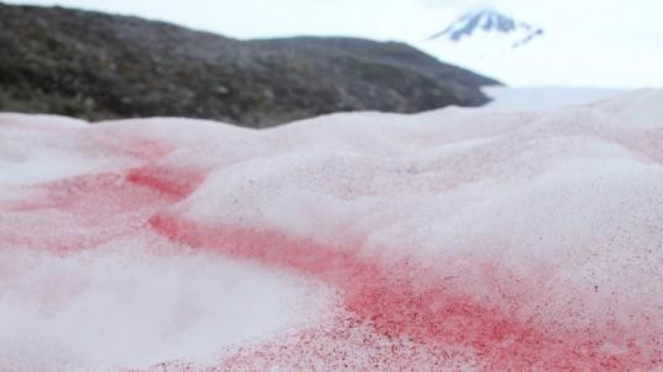 Истинска мистерия! Снегът на Антарктида става червен