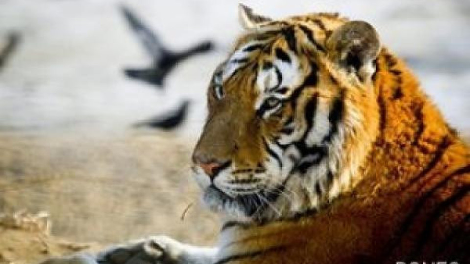 Тигър разкъса служител на зоопарк