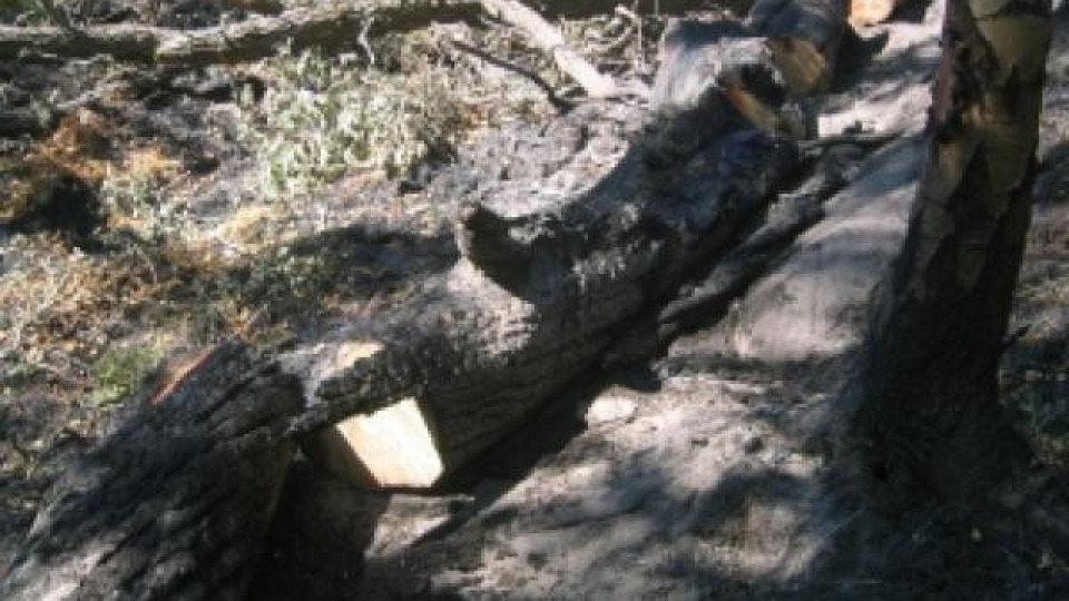 Падащо дърво уби самоковец при незаконна сеч