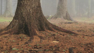 Като филм на Дейвид Линч: Смъртта на Адриян от Брегово тъне в мистерия!