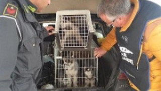 Хванаха българин трафикант на расови кучета в Италия