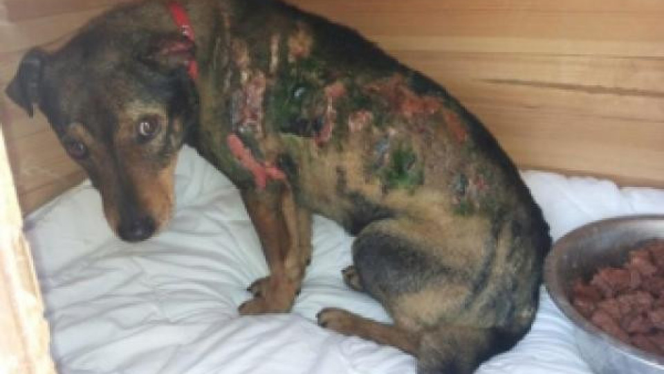 Садисти подпалиха куче в Бургас