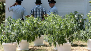 Незаконно оръжие и домашна сушилня за марихуана са открити в частен дом в Ябълковец