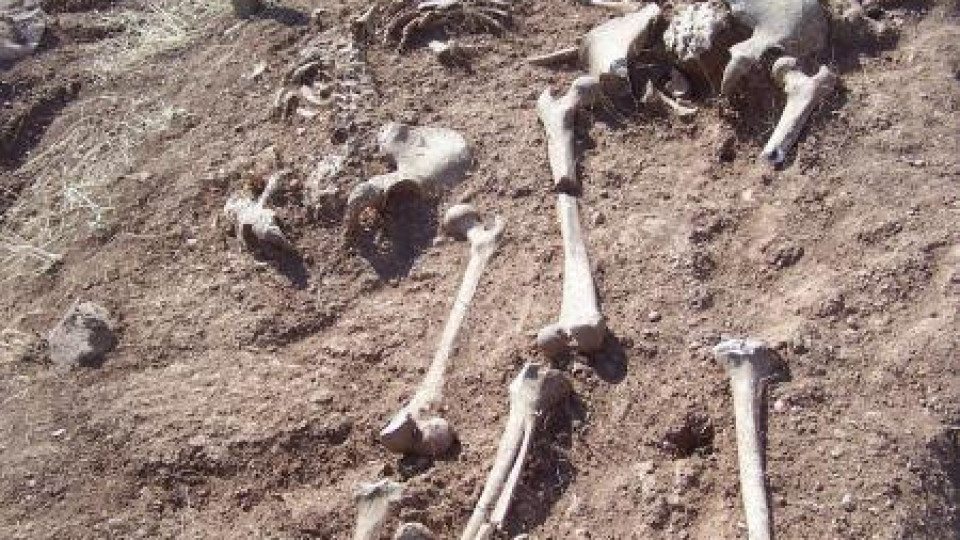 Откриха човешки череп и кости близо до Елин Пелин