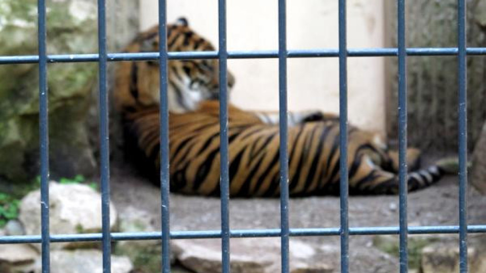 Трима бяха нападнати от тигър, излязъл от клетката си в зоопарка