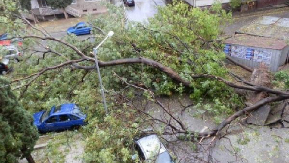 Три автомобила бяха смачкани от дърво във Варна