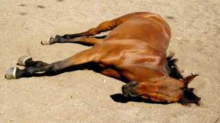 Конекрадци убиват коне за луканка в Несебър