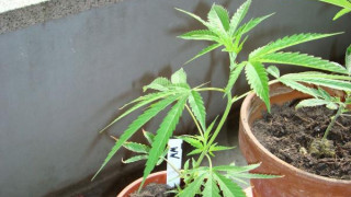 Легализираха марихуаната в щата Колорадо