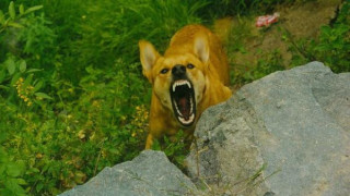 Глутница кучета разкъса жена в Бояна (ВИДЕО)