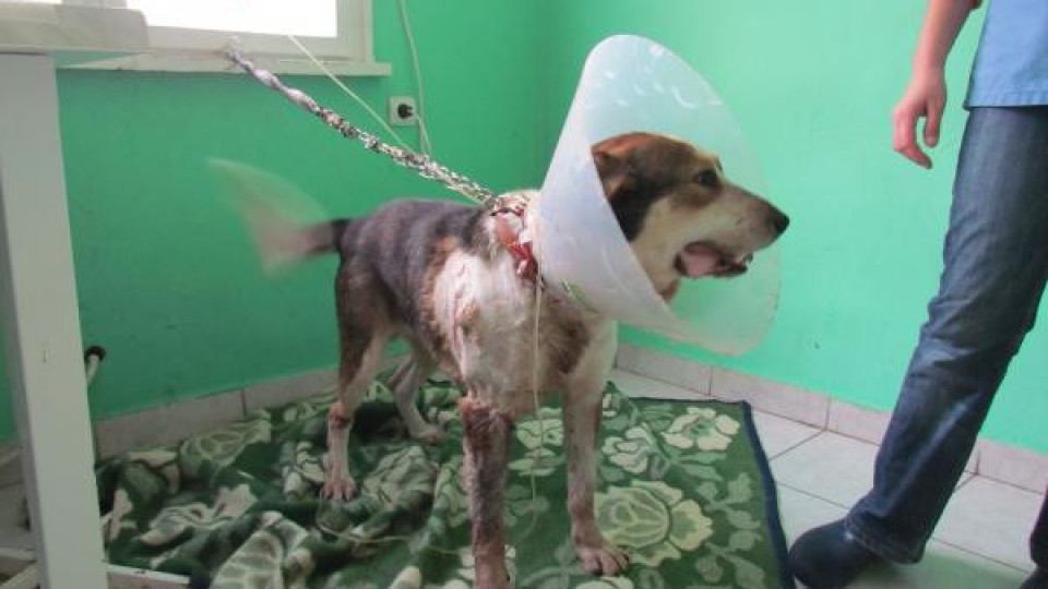 Жестоко ранено куче има нужда от кръвопреливане (ВИДЕО)