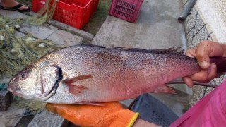 Необикновено: Рибар в Царево улови много необикновена риба, случва се веднъж в живота СНИМКИ