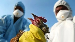ПЛАМНА НОВА ПАНДЕМИЯ: Инфлуенца избива птиците – 7 огнища открити в България