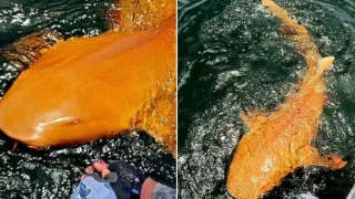 Рибари с изключително рядък улов