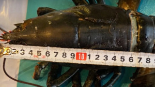 Нетипично за Черно море: Откриха екзотичен вид омари край българските брегове