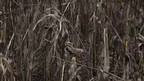 Производители: От 35 години не сме виждали такава суша