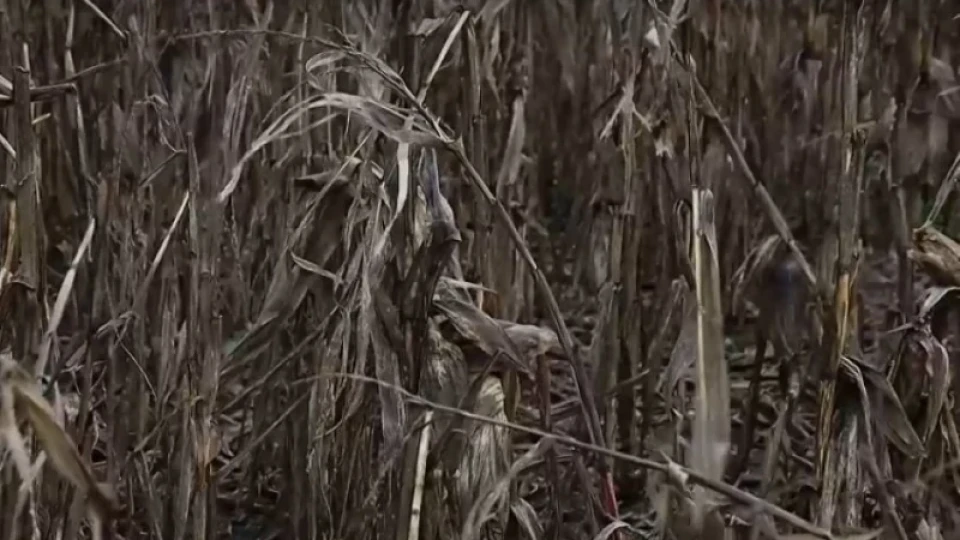 Производители: От 35 години не сме виждали такава суша