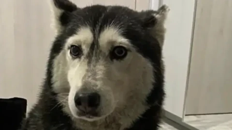 Маги Халваджиян за кучето Мая: Лекар? Човек? Превърнаха ни в беззъби овце!