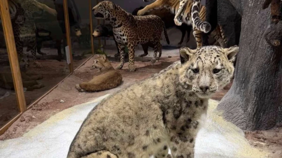 Разходка из новата зала "Африка" в предаването "Цветовете на Пловдив"