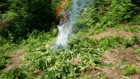 Изкорениха нива с канабис край село Баланово